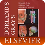 dorlands/grays pocket atlas of anatomy android application logo